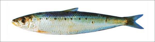 sardina